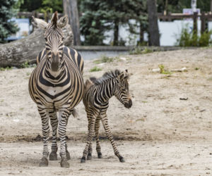Zebra Chapmana
