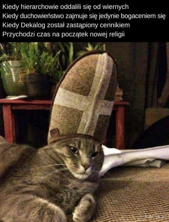 Światowy Dzień Kota 2022. Zobacz najśmieszniejsze obrazki i MEMY z kotami! 
