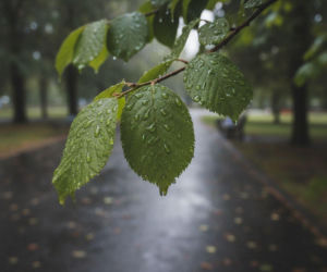 Weekend w Białymstoku zapowiada się deszczowo. Temperatura bez gwałtownych zmian