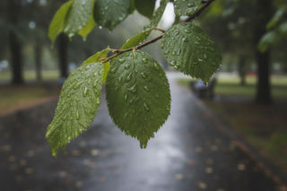 Weekend w Białymstoku zapowiada się deszczowo. Temperatura bez gwałtownych zmian