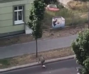 Zombie zabija już w Polsce