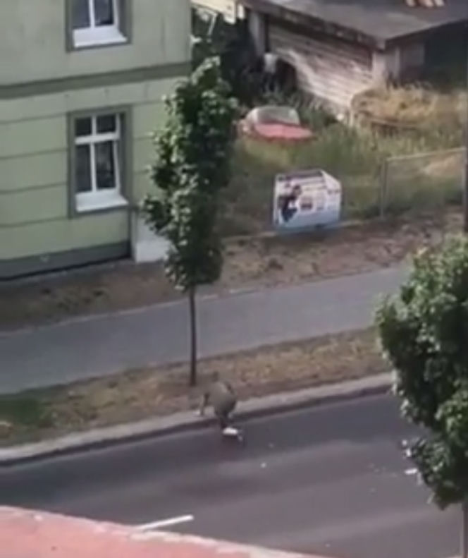 Zombie zabija już w Polsce