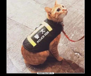 Dzień Kota 2021 - memy