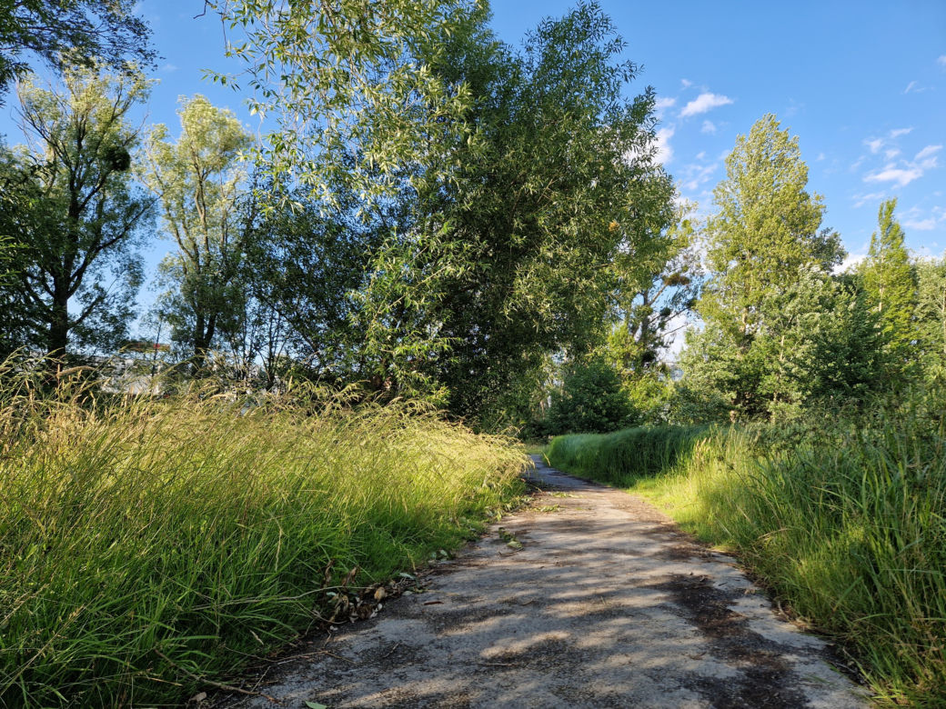 Park Centralny przed wielką zmianą! Zobacz, gdzie powstanie kąpielisko