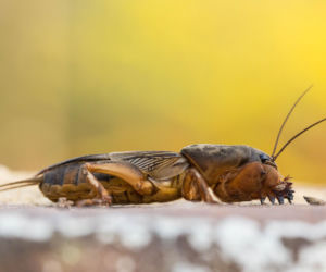Turkuć podjadek – jak go wykryć i skutecznie się pozbyć