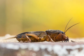 Turkuć podjadek – jak go rozpoznać i skutecznie zwalczyć? Objawy, terminy i metody, które naprawdę działają