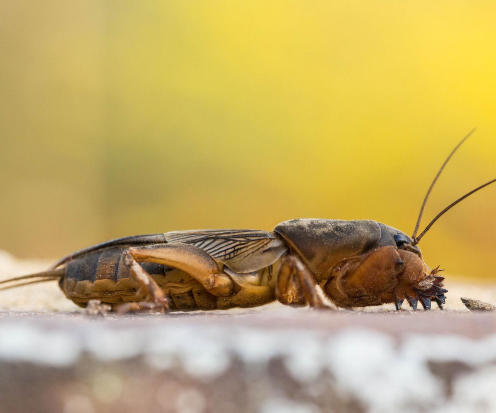 Turkuć podjadek – jak go wykryć i skutecznie się pozbyć
