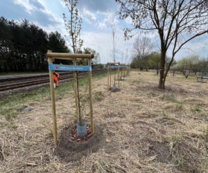 Więcej drzew w Lesznie