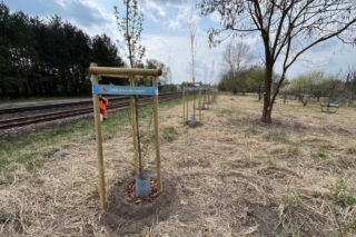 Więcej drzew w Lesznie