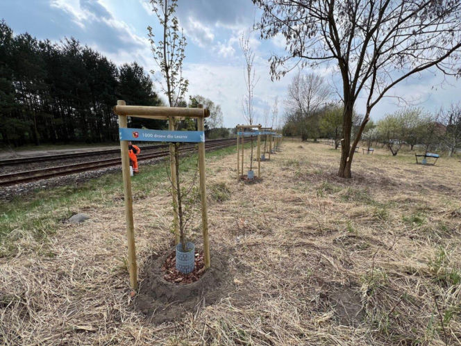 Więcej drzew w Lesznie