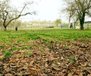Psiaki mają tu jak w raju! Dzięki BBO ich wybieg zmienił się nie do poznania!  [ZDJĘCIA]