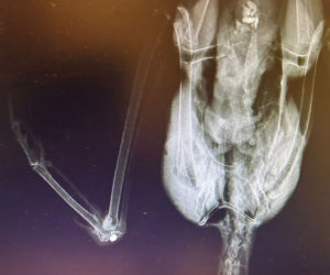 Uratowany ptak został postrzelony