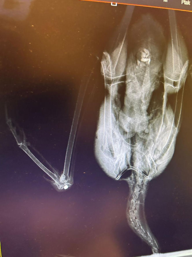 Uratowany ptak został postrzelony