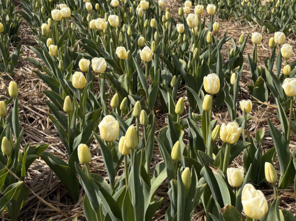 Tulipan Jana Pawła II na plantacji w Chrzypsku Wielkim