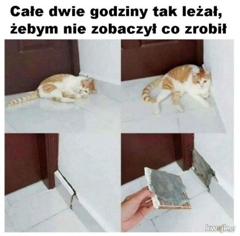 Światowy Dzień Kota 2022. Zobacz najśmieszniejsze obrazki i MEMY z kotami! 