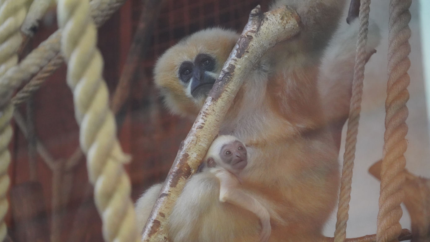 We wrocławskim zoo przyszedł na świat gibon białopoliczkowy
