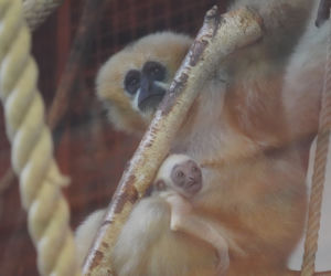 We wrocławskim zoo przyszedł na świat gibon białopoliczkowy