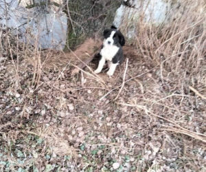 Lód zarwał się pod psami! Jeden nie żyje. Dramat niedaleko Koła