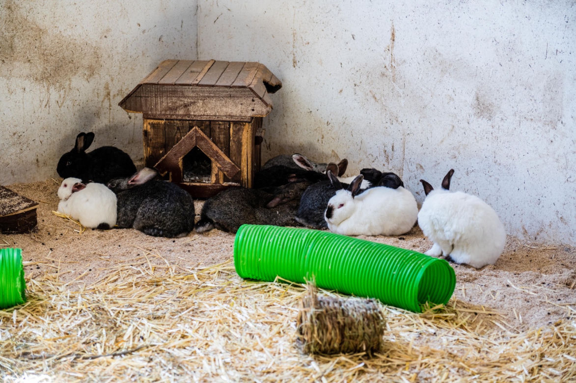 Koronawirus w Trójmieście. Zamieszkali razem ze zwierzętami w schronisku [ZDJĘCIA]
