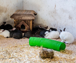 Koronawirus w Trójmieście. Zamieszkali razem ze zwierzętami w schronisku [ZDJĘCIA]
