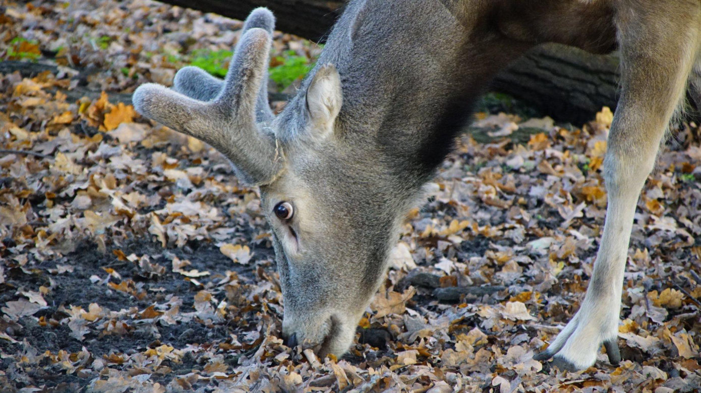 ZOO Wrocław ze specjalną ofertą. Dodatkowy dzień zwiedzania za darmo 