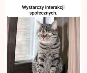 Mruczysz ze śmiechu? Najlepsze memy na Dzień Kota