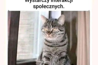 Mruczysz ze śmiechu? Najlepsze memy na Dzień Kota