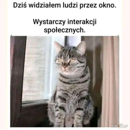 Mruczysz ze śmiechu? Najlepsze memy na Dzień Kota