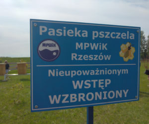Pół miliona pszczół zamieszkało na terenie ujęcia wody MPWiK w Zwięczycy