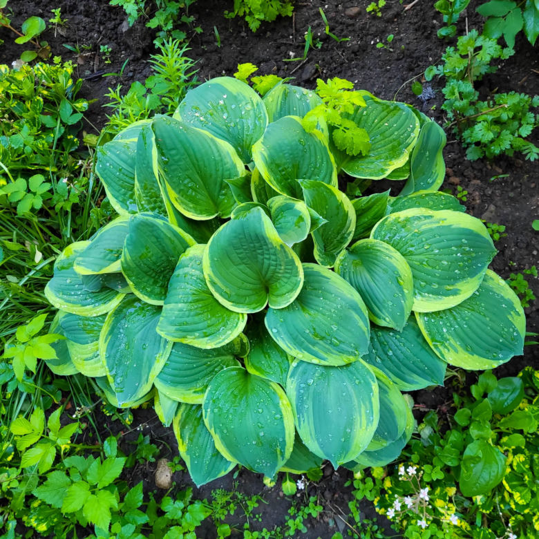 Bylina do cienia - funkia (Hosta)