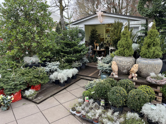 ESKA UBIERZE CI CHOINKĘ 2025