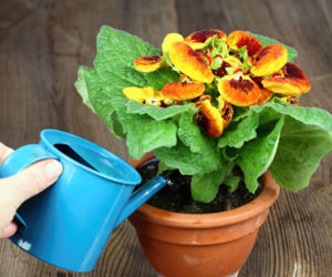 Pantofelnik (Calceolaria)