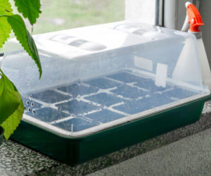 Uprawa rozsady w miniszklarence