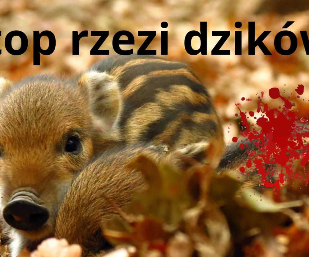 W całej Polsce odbywają się protestu przeciwko strzelaniu do dzików!