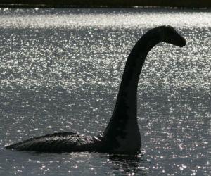 Potwór z Loch Ness jest żółwiem! Naukowcy ujawniają