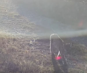 Rysia mama z młodymi wpadła w wideopułapkę w Beskidach. To pierwszy taki przypadek