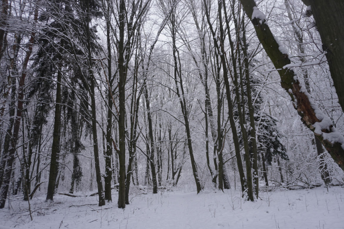 To miejsce zimą przypomina Narnię. Las Zwierzyniecki znajduje się w sercu Białegostoku [ZDJĘCIA]