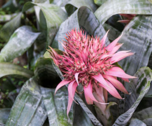 Jak pielęgnować echmeę uprawianą w domu w doniczce?