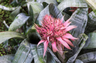 Jak pielęgnować echmeę uprawianą w domu w doniczce?