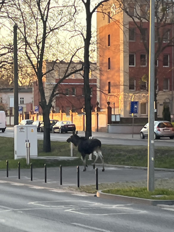 Dwa łosie spacerują po centrum Bydgoszczy. Trzeci zawędrował do Ostromecka, tam potracił go samochód