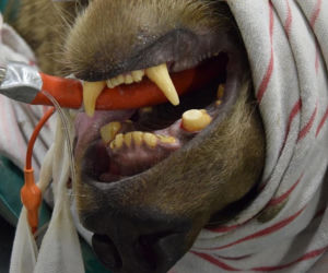 Niedźwiedzie z zoo w Poznaniu przeszły zabiegi dentystyczne