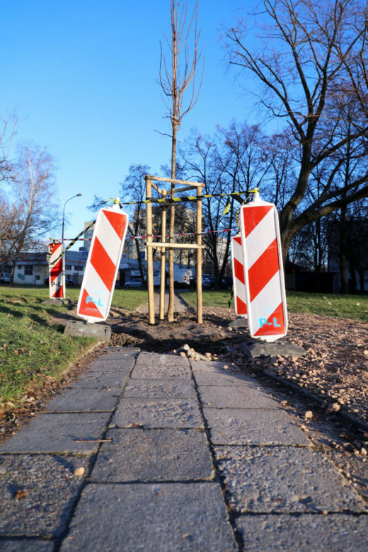 Posadzili drzewo na środku chodnika