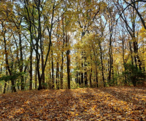 Park Miejski w Toruniu