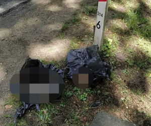 Suczka, która czuwała nad zwłokami szczeniaczków ocalona