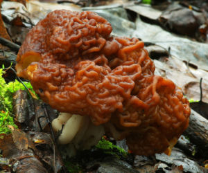 Piestrznica kasztanowata