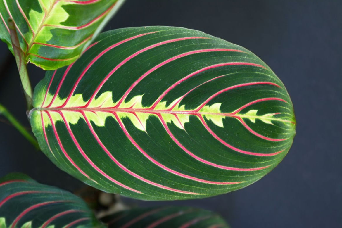 Maranta