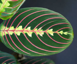 Maranta