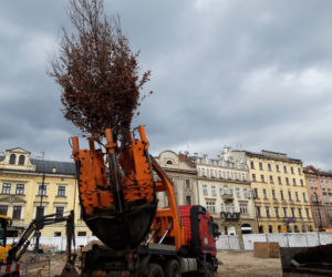 Dąb posadzony na Placu św. Ducha