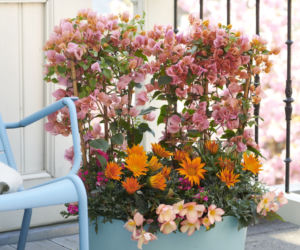 Bugenwilla, gazania i begonia