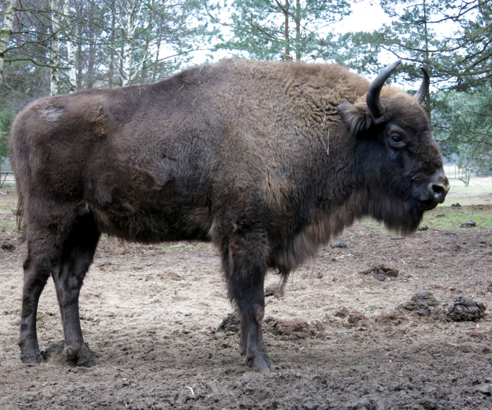 żubr